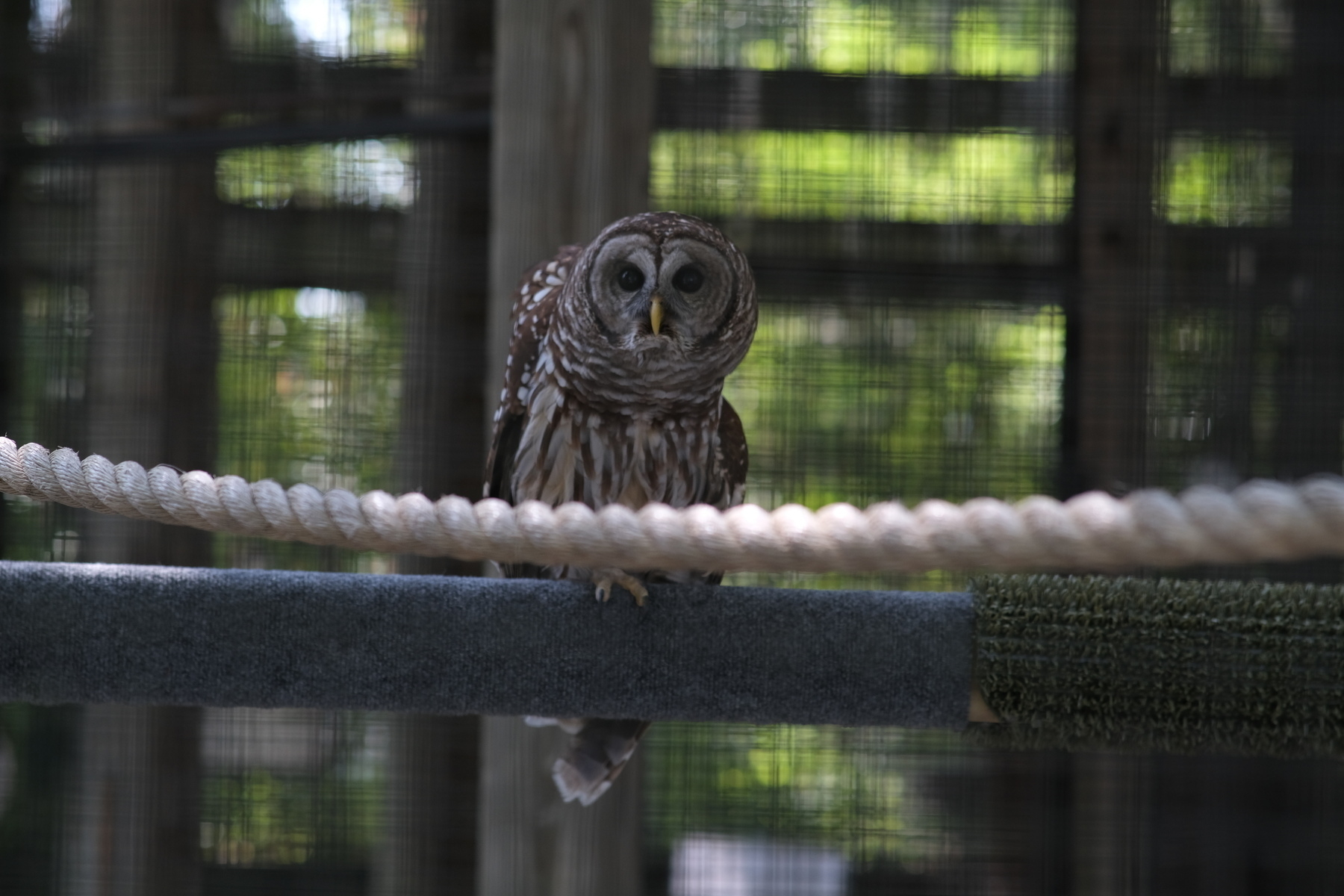 Picture of an owl sitting on a wood beam looking at the camera. 